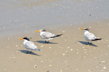 Three Royal Terns at Spressard Holland Beach in Indialantic Florida