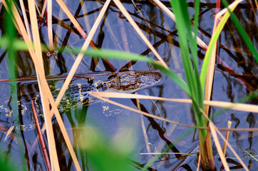 Juvenile Alligator in the Merritt Island Wildlife Refuge 