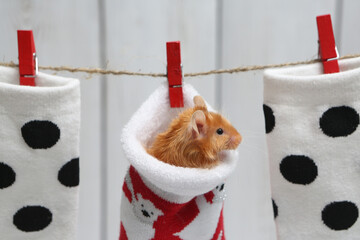 Long haired red decorative satin little mouse. Home animal, fun pet. Lovely mice on white...