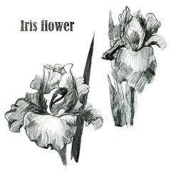 Illustration, pencil. Iris flower. Freehand drawing. Iris branch. Iris leaf.