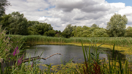 pond surrounded by reed grass