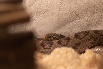 snake curled up with head poking out
