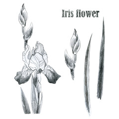 Illustration, pencil. Iris flower. Iris branch. Freehand drawing. Iris leaf.