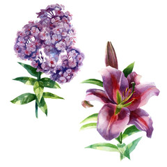 Watercolor illustration, set. Lily and phlox flowers. Spring summer motive.