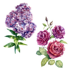 Watercolor illustration, set. Rose and phlox flowers. Spring summer motive.