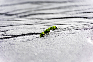 texture sabbia e alga verde