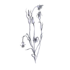 Illustration, branch of plant with leaves. Pencil drawing. Hand-drawn sketch. Grass.