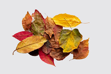 Group of colorful autumn leaves