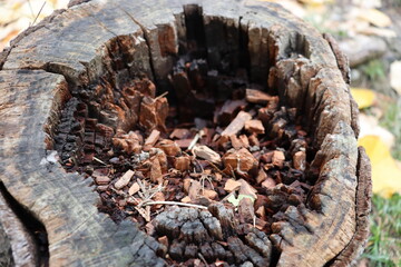 mushrooms on the tree