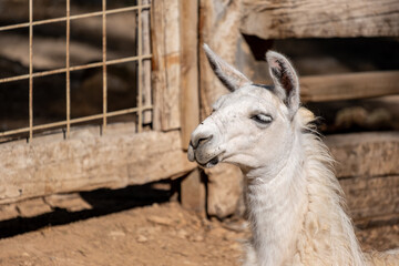 Portrait of a white llama Lama glama