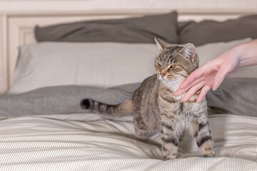 Cute gray tabby cat is standing on the bed at home. A woman's hand strokes and caresses a pet cat.