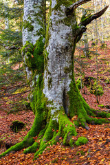 Obraz premium Beeches in autumn in the Irati forest, Navarra, Spain.