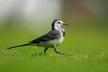 White Wagtail