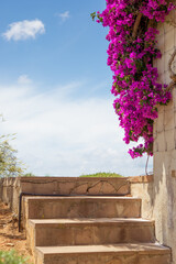 Stone steps to the sky, bouganvillea on the wall, mediterranean summer colors, concept image.