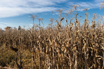 Photography of a dried cornfield in autumn