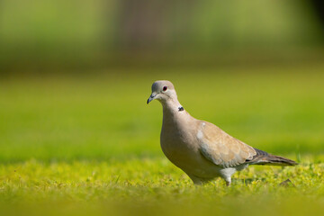 Obraz na płótnie Canvas Eurasian Collared Dove 