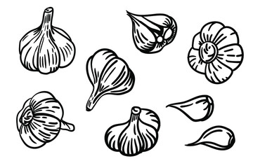 Vector garlic set. Hand-drawn illustration of a garlic head.