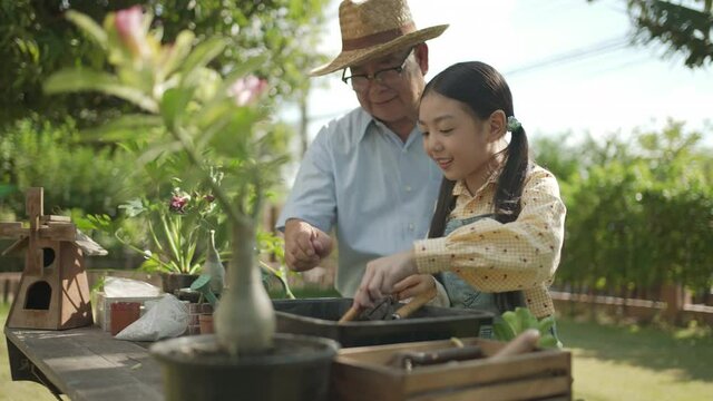 Asian grandpa with child girl planting young tree in the black soil and watering
