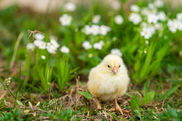 Easter. Yellow cute little chickens on a light background. Eggs for the holiday. Card. Congratulations on the holiday.