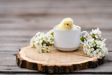 Easter. Yellow cute little chickens on a light background. Eggs for the holiday. Card. Congratulations on the holiday.
