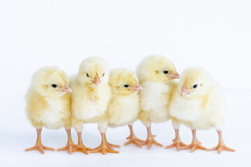 Easter. Yellow cute little chickens on a light background. Eggs for the holiday. Card. Congratulations on the holiday.