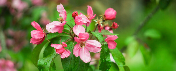 Branches of apple tree blossoming white and pink flowers. Panorama, banner. Spring flowering garden tree.