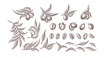 Pecan nut set Vector plant Hand drawn illustration - obrazy, fototapety, plakaty