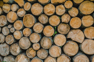 Holz, Baumstämme, Brennholz, Gestapelt, Eiche, Buche, Fichte, Nadelholz, Nadelhölzer, trocknen, Meterstücke, Wald