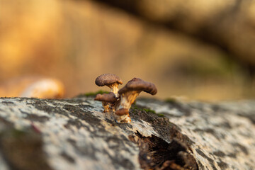 old Pleurotus ostreatus edible mushroom 