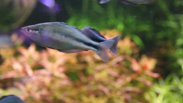 turquoise rain bow aquarium ornamental fish fresh water video footage