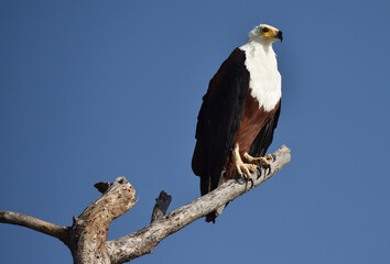 Afrikanischer Seeadler 