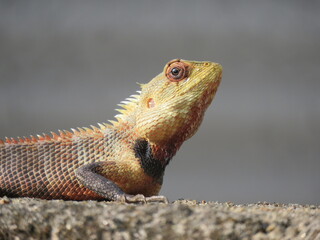 Obraz premium Lizard