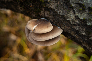 Pleurotus ostreatus edible mushroom in nature at autumn