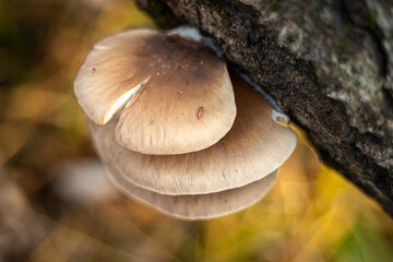Pleurotus ostreatus edible mushroom in nature at autumn