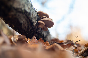 Pleurotus ostreatus edible mushroom in nature at autumn