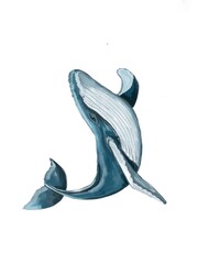 Blue whale on a white background.
