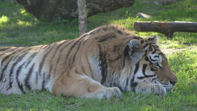 tiger in nature wildlife 4k