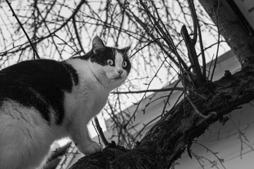 Beautiful adult young black and white cat with big eyes sits on a apple tree without foliage in the garden in autumn
