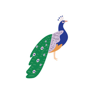 cute peacock animal on white background