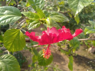 Red China Rose Flower