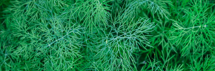 Fresh green dill. Dill texture. The view from the top. Banner. Copy space.