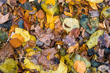 Autumn leaves pattern texture on footpath ground colorful orange foliage