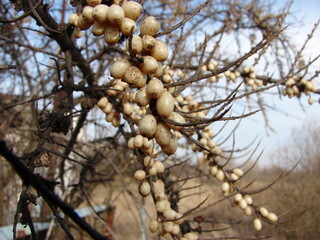 sea ​​buckthorn berries