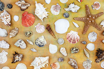 Fototapeta na wymiar composition of exotic sea shells and starfish on a white background. top view.