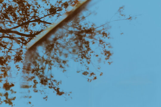 reflection of a tree