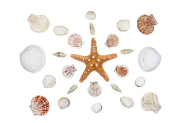 composition of exotic sea shells and starfish on a white background. top view.