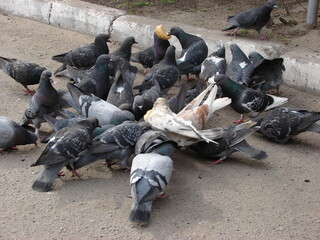 pigeons and a piece of bread
