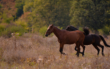 free horses running through the meadow near the forest in the middle of summer