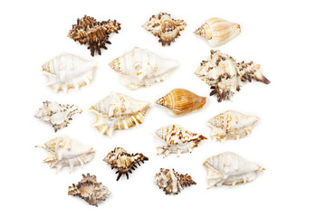 composition of exotic sea shells and starfish on a white background. top view.