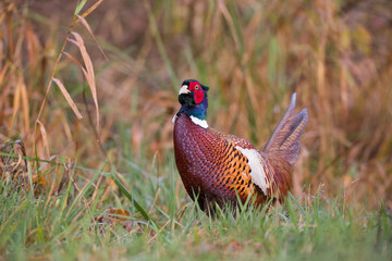 Bażant zwyczajny (Phasianus colchicus) © Tomasz